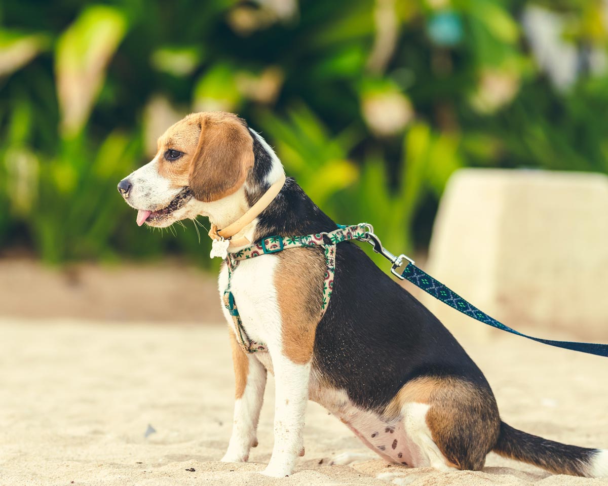 How Long Should You Walk Your Dog This Summer Sunset Pocket Beagles